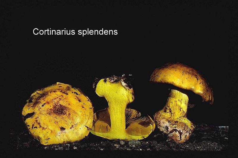 Cortinarius splendens-amf679.jpg - Cortinarius splendens ; Syn: Phlegmacium splendens ; Nom français: Cortinaire resplendissant